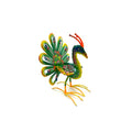 Standing Peacock